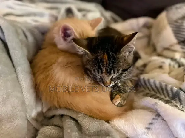 Female Exotic Kitten (0-1 Month) - 1