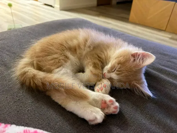 Male Exotic Kitten (0-1 Month) - 1