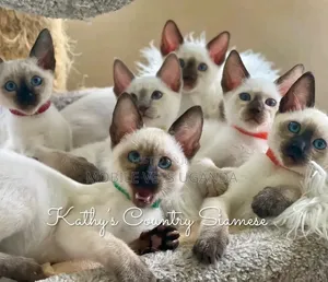 Purebred Siamese Kitten - 1-3 Months Male