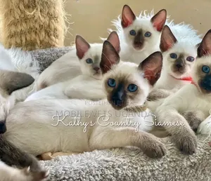 Purebred Siamese Kitten - 3-6 Months