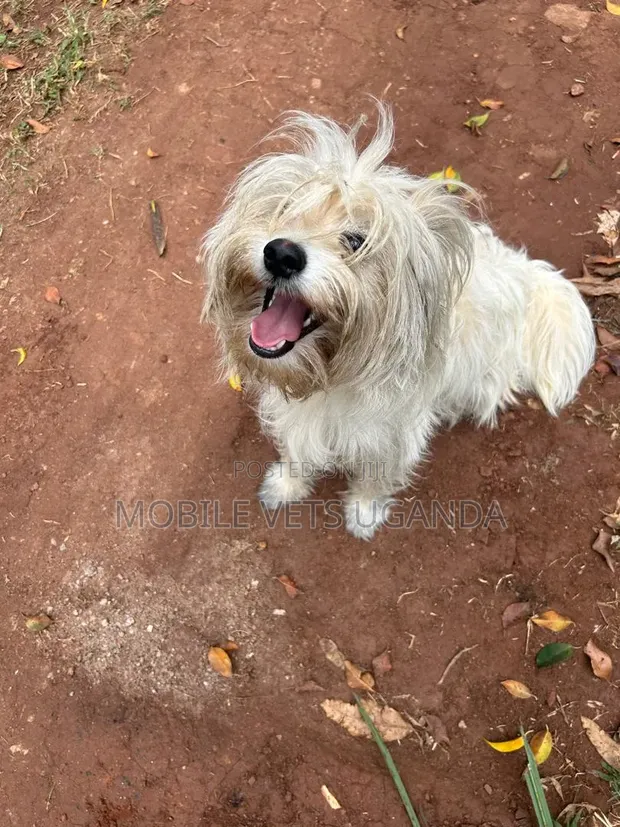 Purebred Female Maltese Puppy (3-6 Months) - 1