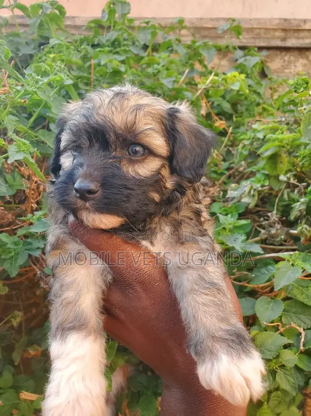 Female Purebred Maltese Puppy (0-1 Month) - 1