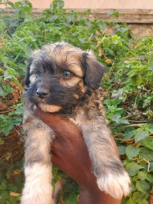 Female Purebred Maltese Puppy (0-1 Month)