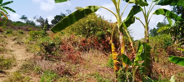 Plot for Sale: 80x130 Ft in Zirobwe Wakatayi - UGX 20M - 1