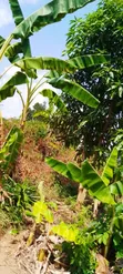 Plot for Sale: 80x130 Ft in Zirobwe Wakatayi - UGX 20M - 2