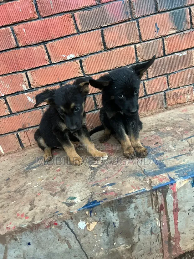 1-3 Month Male Purebred German Shepherd - 1