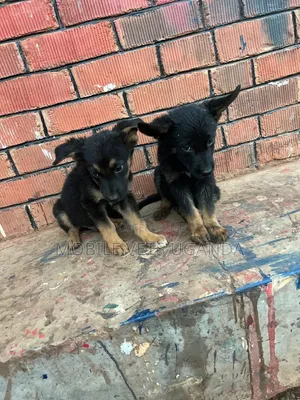 1-3 Month Male Purebred German Shepherd