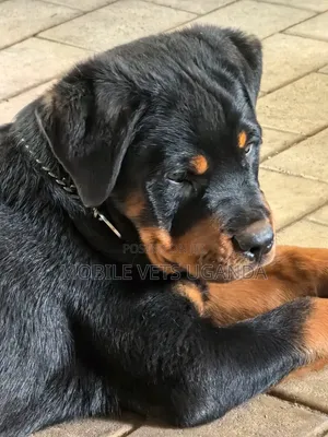 Purebred Rottweiler Puppy, 3-6 Months Male