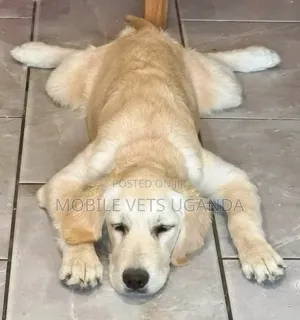 Purebred Golden Retriever, 6-12 Months Male