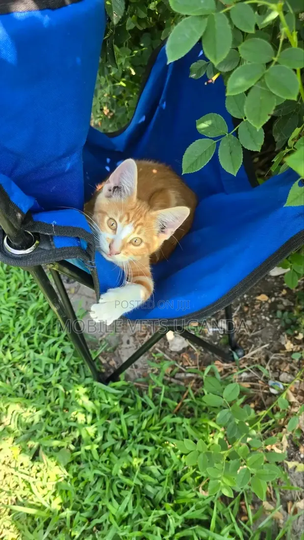 3-6 Month Male Purebred Exotic Kitten - 1