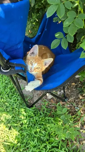 3-6 Month Male Purebred Exotic Kitten