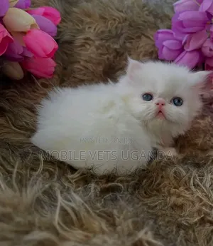 Purebred Persian Kitten - 1-3 Months Old