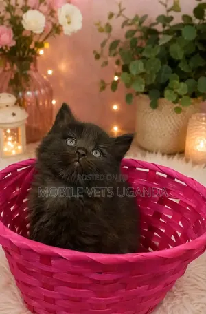 Purebred Bombay Kitten - 0-1 Month Male