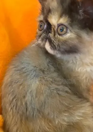 Female Purebred Persian Kitten (1-3 Months)