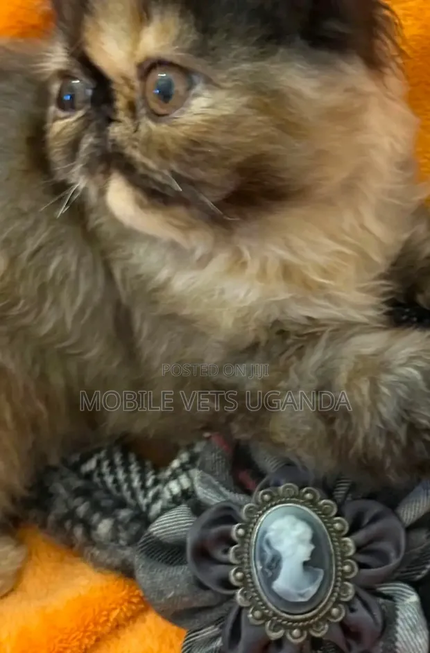 Female Purebred Persian Kitten (0-1 Month) - 1