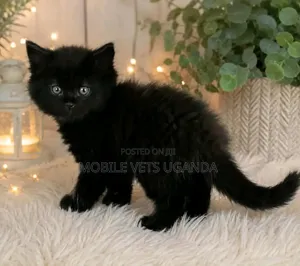 Female Exotic Kitten (0-1 Month)