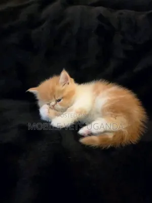 Male American Shorthair Kitten (0-1 Month)