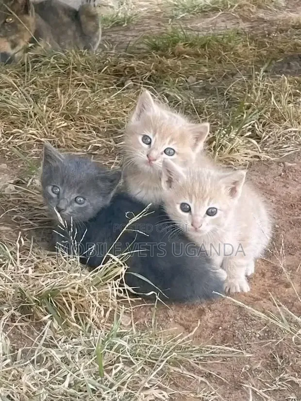 Purebred Bombay Kitten - 0-1 Month Male - 1