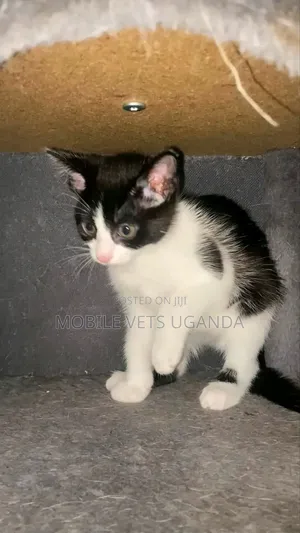 Female Purebred Manx Kitten (1-3 Months)