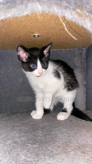 1-3 Month Male Purebred Savannah Kitten