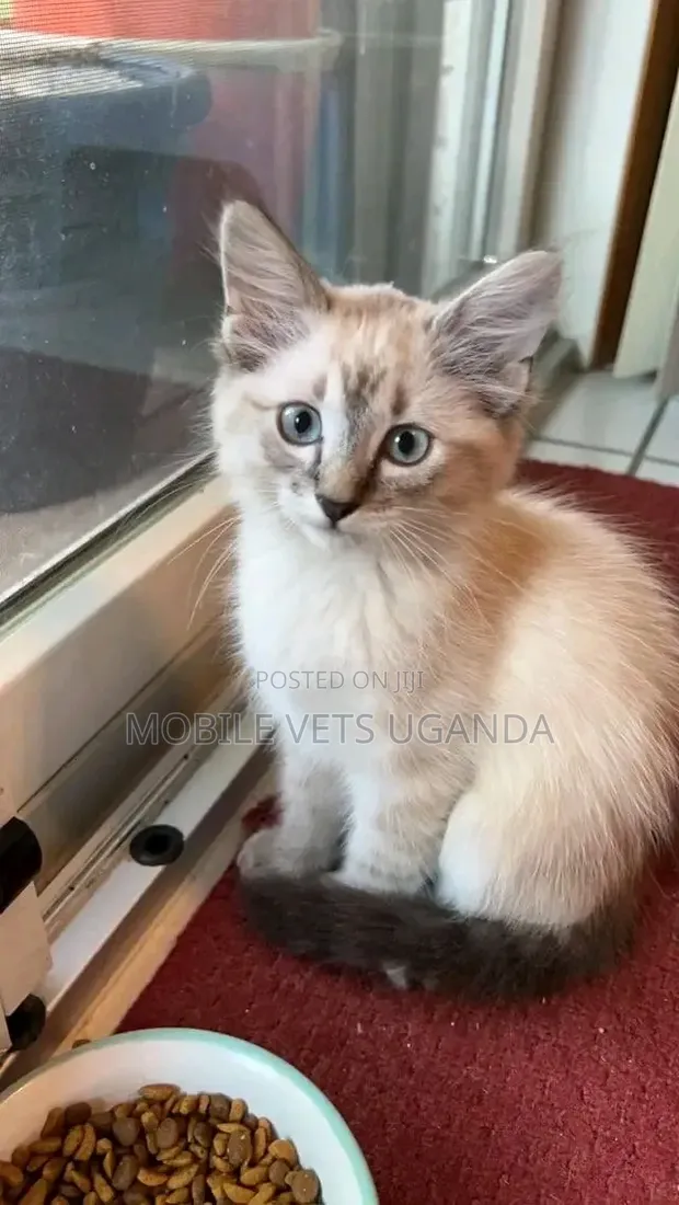 1-3 Month Old Male Purebred Ragdoll Kitten - 1