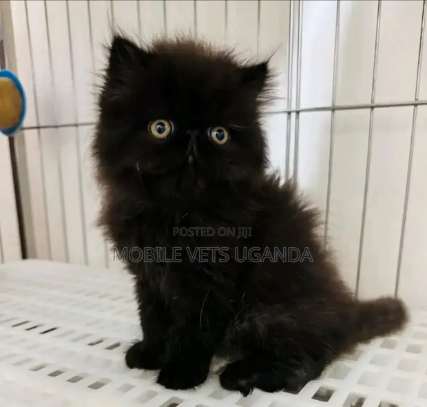 Purebred Persian Kitten - 1-3 Months Male - 1