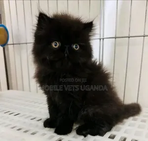 Purebred Persian Kitten - 1-3 Months Male