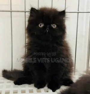 Purebred Persian Kitten - 1-3 Months Old, Male