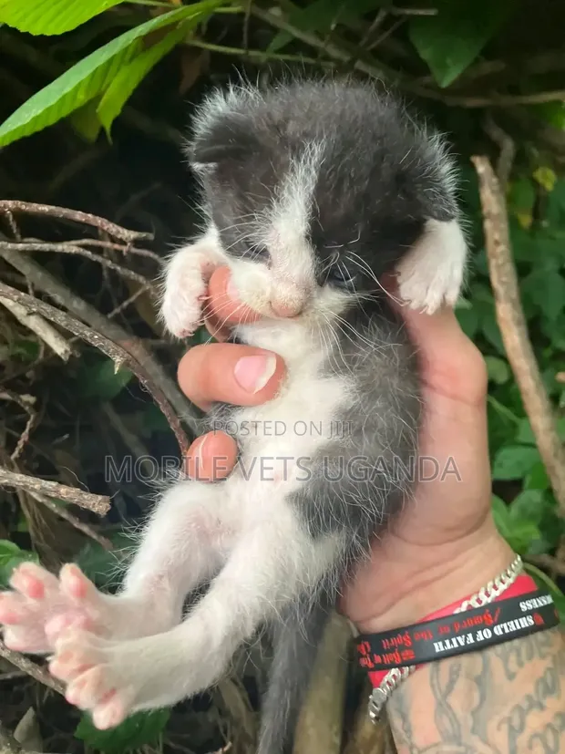 0-1 Month Male Purebred Balinese Kitten - 1