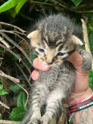 Purebred Bombay Kitten - 0-1 Month Male
