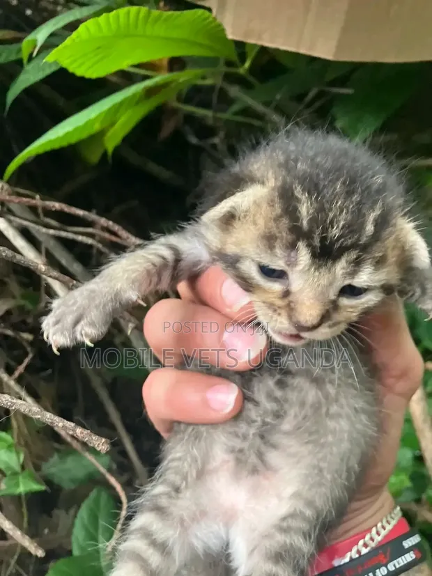 Purebred Bombay Kitten - 1-3 Months Old - 1