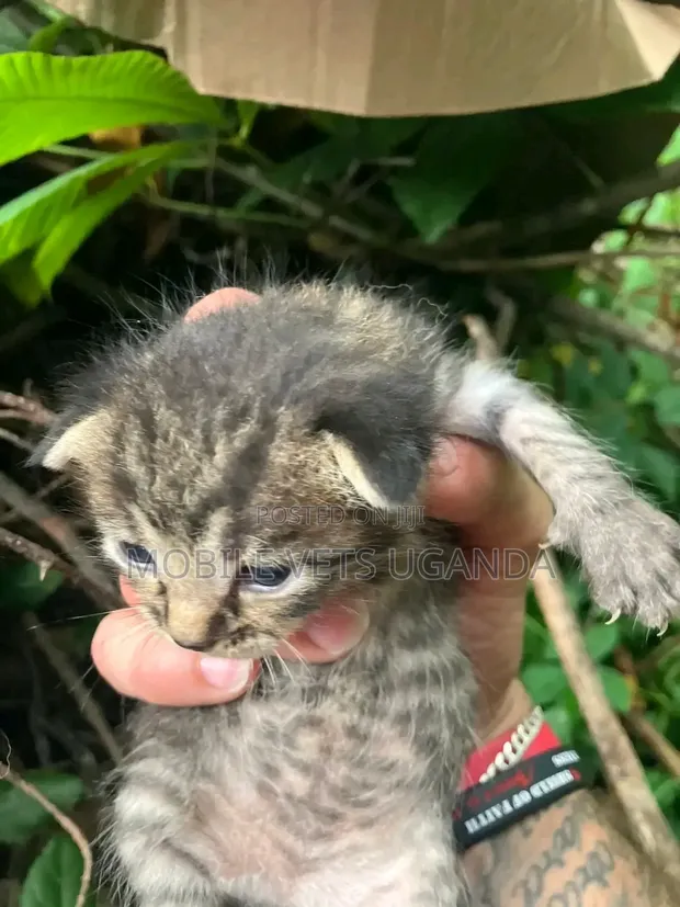 Purebred American Bobtail Kitten - 0-1 Month Male - 1