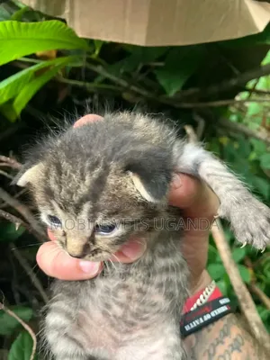Purebred American Bobtail Kitten - 0-1 Month Male