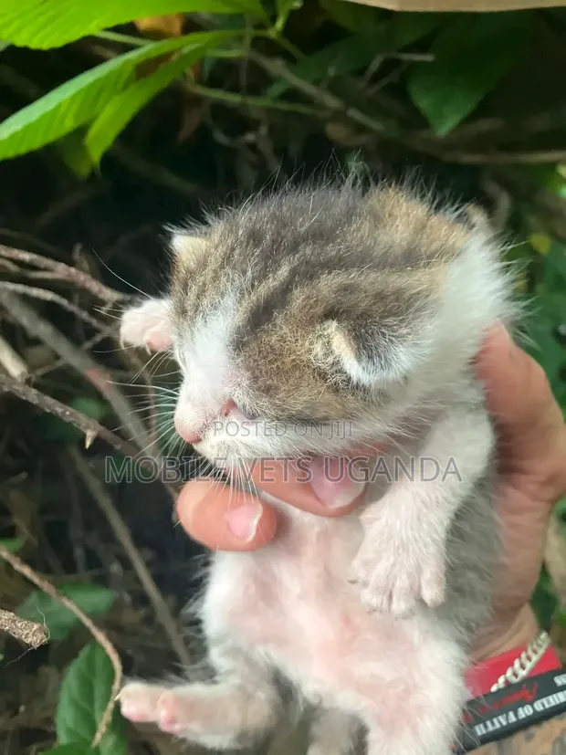 Female American Bobtail Kitten, 1-3 Months - 1
