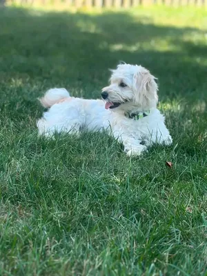 Purebred Maltese Puppy - 1-3 Months Old