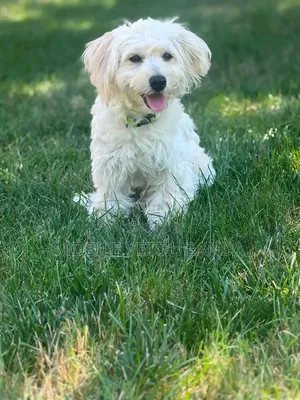 Female Purebred Maltese Puppy, 1-3 Months