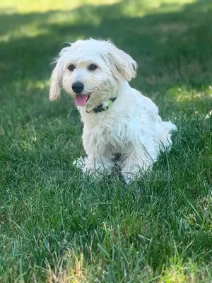 3-6 Month Male Purebred Maltese Puppy
