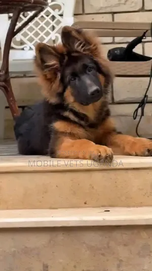 3-6 Month Male Purebred German Shepherd