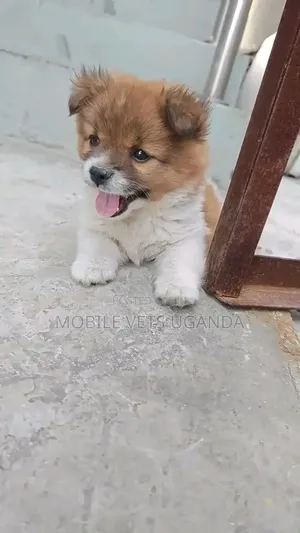 Purebred Chihuahua Puppy - 1-3 Months Old