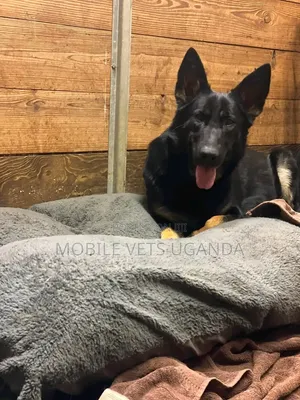 Female Purebred German Shepherd Puppy (1-3 Months)