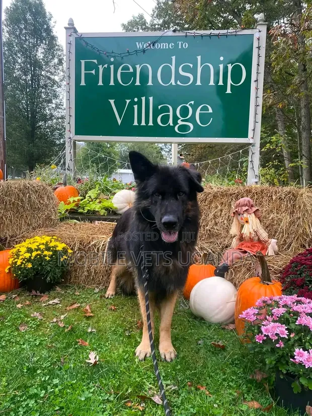 6-12 Month Male Purebred German Shepherd - 1