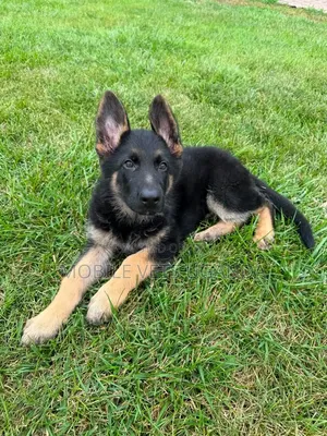 3-6 Month Male Purebred German Shepherd