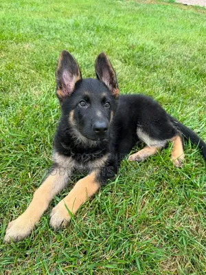 1-3 Month Male Purebred German Shepherd