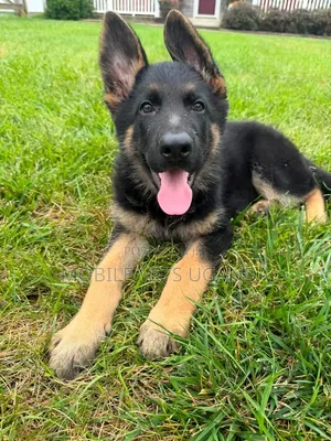 3-6 Month Male Purebred German Shepherd
