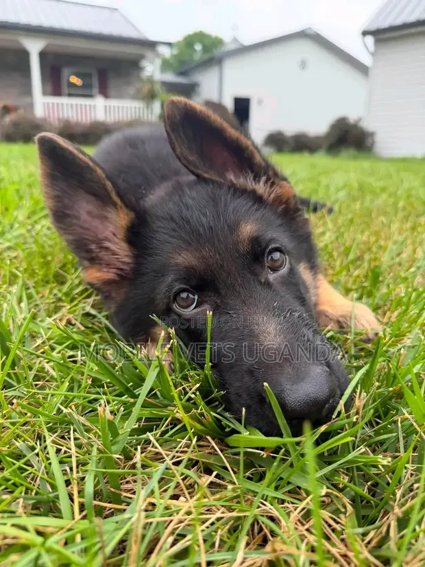 Purebred German Shepherd Puppy (0-1 Month) - 1