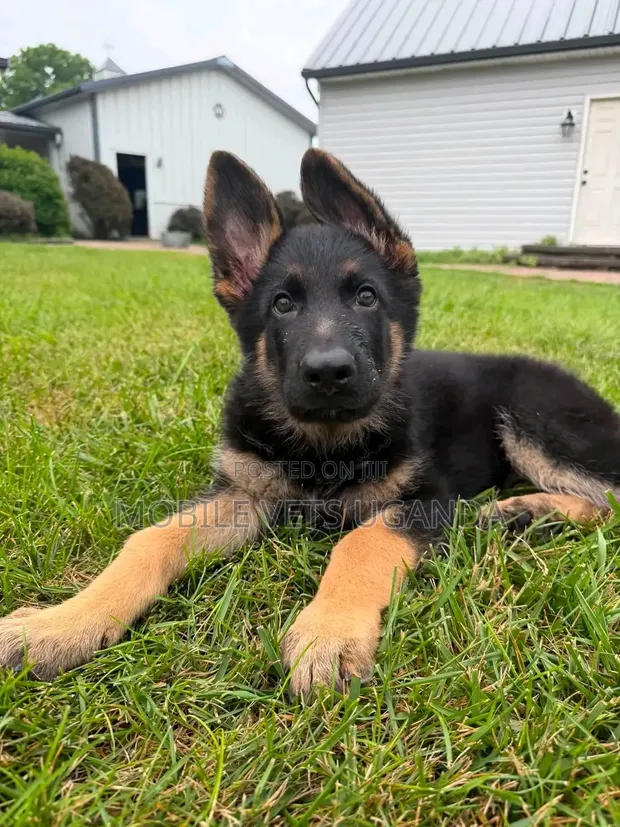 Female Purebred German Shepherd Puppy (1-3 Months) - 1