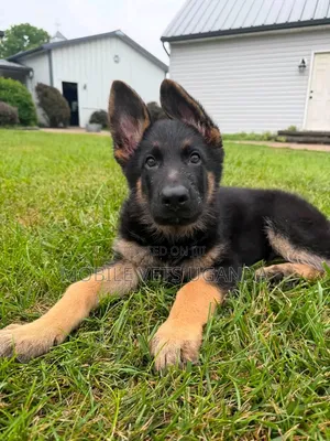 Female Purebred German Shepherd Puppy (1-3 Months)