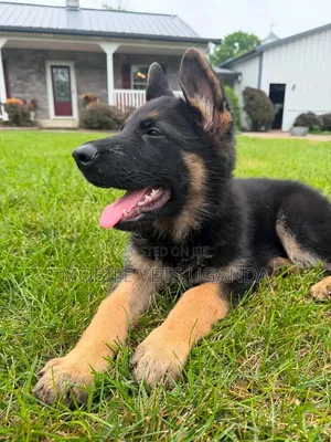 1-3 Month Male Purebred German Shepherd Puppy
