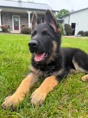 Female Purebred German Shepherd Puppy (1-3 Months)