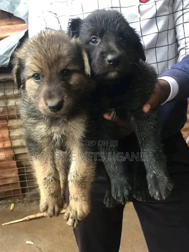 1-3 Month Old Male Purebred German Shepherd Puppy - 1